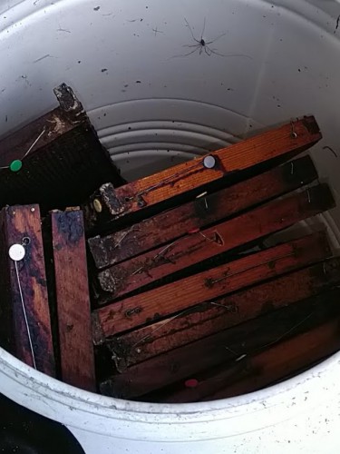 spinnen kunnen raten wasmotvrij houden.