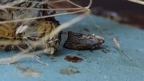 n Grote Wasmot in een proef-<br />opstelling samen met 3<br />Kruisspinnen die na het<br />vangen van bijen zich zat <br />gegeten hebben en ingesponnen in de Kroparen<br />De wasmot is gespaard gebleven net als een tweede<br />mot die verkreukelde vleugels heeft tengevolge<br />van het bevruchte virus waar<br />de honingbij tot nu toe om<br />bekend staat als enige.<br />Lees ook over Buisbroed<br />de site van de Kon.VIB.<br />trefwoorden; vreetmachine.<br />wasmot te slim af zijn.