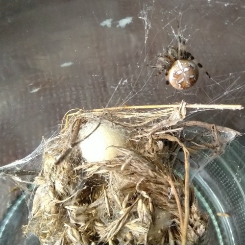 Laat spinnenwebben in de<br />bijenstal zomer en winter<br />zitten en ook in keuken of<br />bijkeuken een paar webjes van de Trilspinnen als je<br />daar raten bewaart.<br />Ook ontpopte meelmotten<br />uit aan het oog ontsnapte<br />resten bloem,worden gevangen.