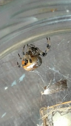 De Kruisspin heeft in mijn<br />terrarium 'n bolvormig nestje<br />gemaakt van spinsel voor<br />volgend jaar. Ze heeft in de<br />proefopstelling wasmotten<br />gevangen.