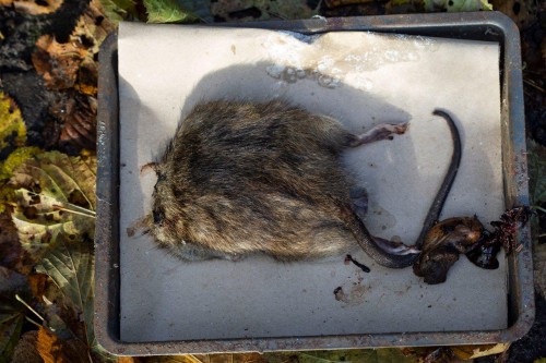 Sorry, zo ziet de Bruine rat er<br />van boven uit zonder kop.<br />Het is dezelfde rat als die <br />welke aan de onderkant wit is