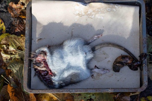 Hier zijn nog nieren en spieren <br />te zien. Het orgaanvlees is ge<br />makkelijker uit het lichaam<br />te halen als de kop er af is <br />en volgens slachter en slager<br />lekkerder op enkele na.