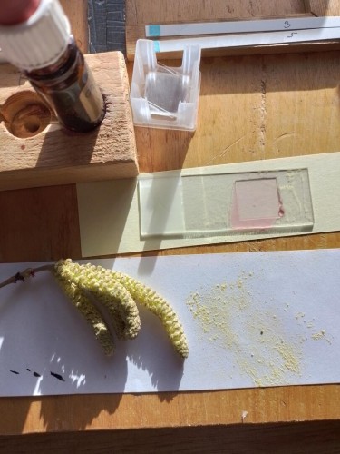 pollenpreparaat maken van de hazelaarpollen.