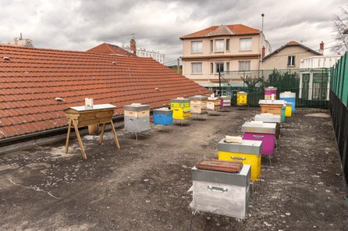 le-rucher-urbain-de-label-ruche-est-en-pleine-activite-photo-michel-taffin-1556556185.jpg