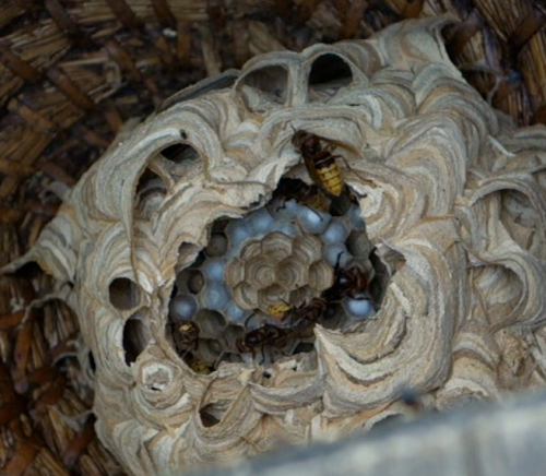 het nest is weer wat open gemaakt van onderen