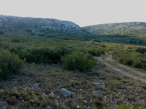 Lage Garrigue vegetatie in de Rousillon.JPG