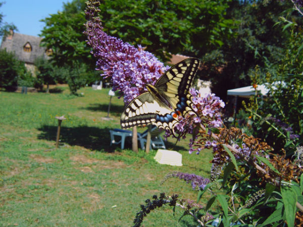 Koninginnepage in de tuin.jpg