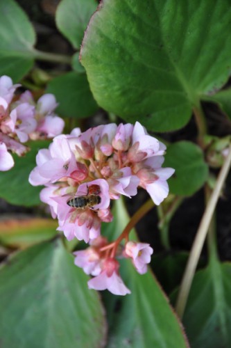 bijen bloem 027 (399x600).jpg