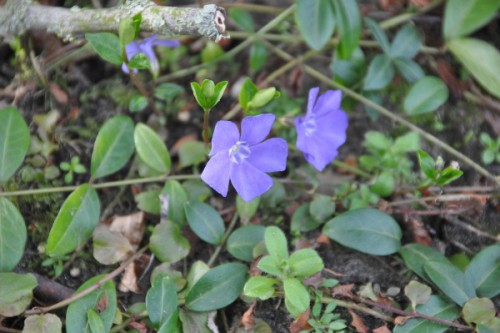 Bloemen wandeling 23-2-14 016 (600x399).jpg