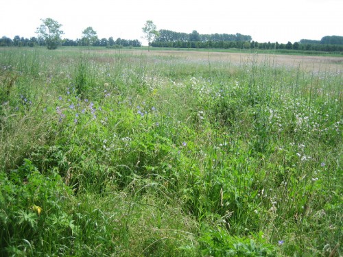 Open veld