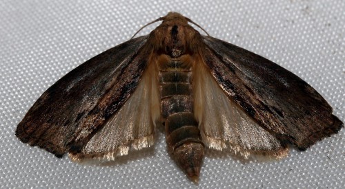 140702 insecten hommelwasmot (36).JPG