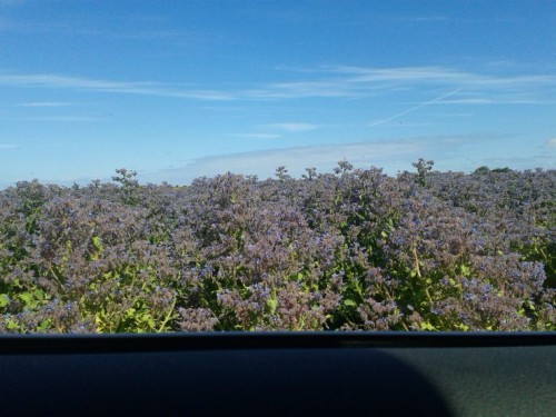 Foto vanuit de auto genomen.
