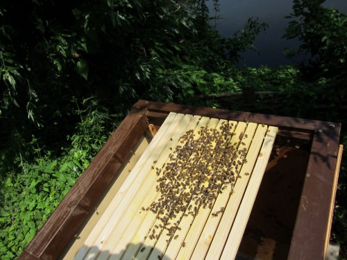 pricipe lattekast, er passen 19latten a 75 cm in
