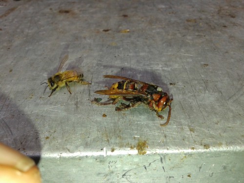 20140814_131514.jpg