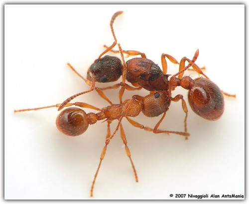 werkster en een van de koninginen van de<br />Myrmica rubra (rode steekmier)