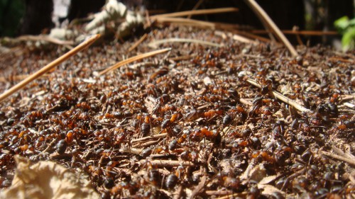 op de mierenheuvel van een Formica<br />Rufa nest