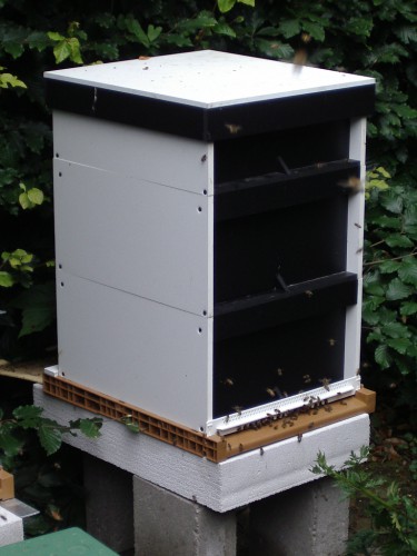 de Ibee op zijn blokken, nu nog druk vliegend. Een tijdlang is deze kast het beste volk geweest van de nieuwe volken van vorig jaar