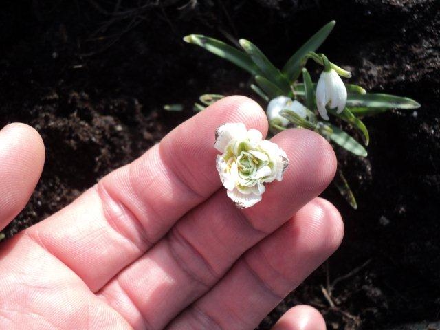 Flore pleno