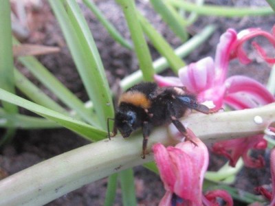 2012 03 11 hommel met mijt1klein.jpg