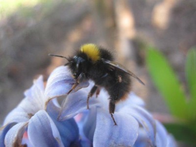 2012 03 16 hommel met mijt2klein.jpg