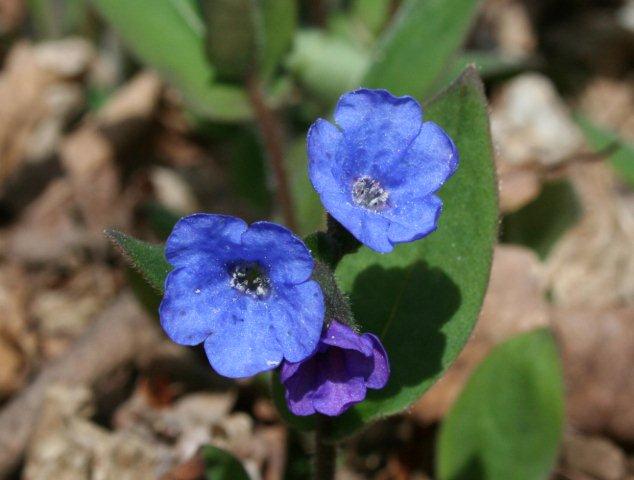 pulmonaria-angustifolia.jpg