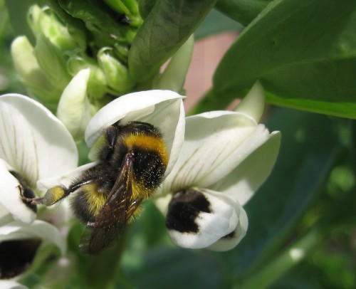 Hommel met 2 kleuren stuifmeel.JPG