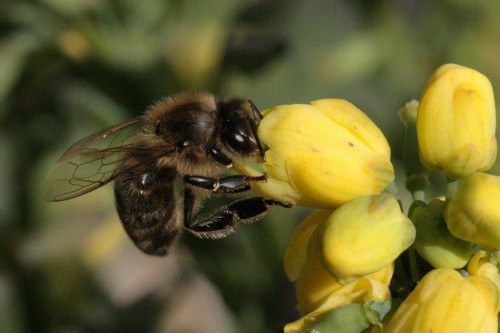 Mahonia .jpg