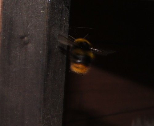 hommel.jpg