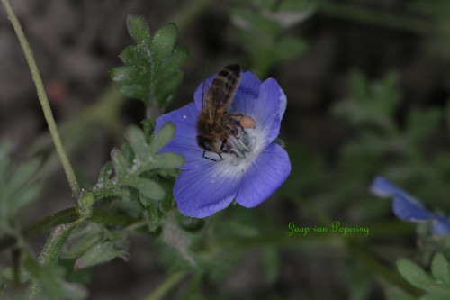 Nemophila menziesii.JPG