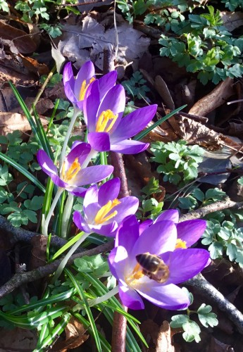 Bij op Crocus tussen Muskuskruid