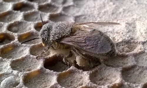 Big bee at 5 in the afternoon with potato-proteïn-ball at left-backleg for big young bees. Foto Klaas de Jonge.