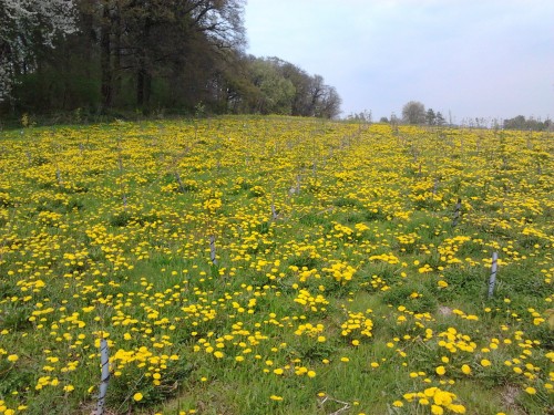 paardenbloemen.JPG