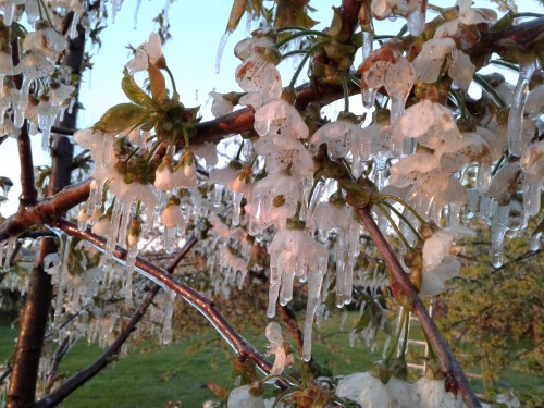 'kunstijs' op fruitbloemen als bescherming tegen nachtvorst.<br />Foto door Harry L.