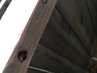 'n Osmia rufa = Rosse metselbij<br />loert of de kust veilig is.