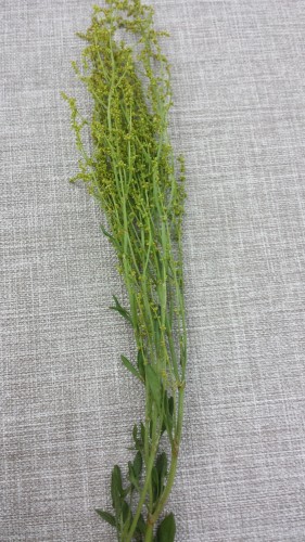 20170528_104737.jpg