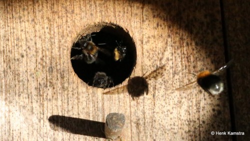 Waaierende &quot;witgatjes&quot; bij<br />zomerse temperaturen.<br />Foto van Henk Kamstra.