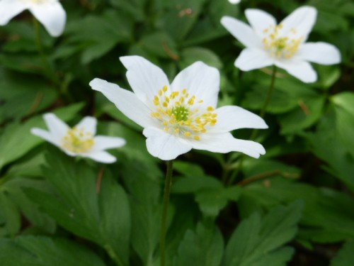 Anemone nemorosa in plaats van Kerstroos. <br />Ik wens iedereen: BONITO NAVIDAD: FELIZ ANO NUEVO