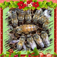Fijne Feestdagen