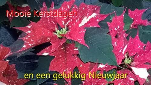 De Kerstster, ook wel de<br />Prachtwolfsmelk genoemd;<br />Euphorbia pulcherrima en<br />Poinsettia pulcherrima waarvan<br />het melksap nauwelijks giftig is.