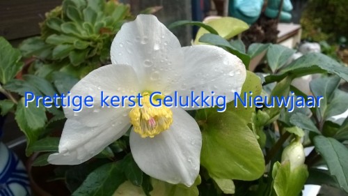 Helaas kan ik de Boragebloem<br />niet zo gauw vinden in mijn bestand, maar ze lijkt wat op<br />'n bloem van de Kerstroos<br />maar die van Bernagie is niet wit<br />maar blauw en stervormig.<br />A propos Helleborus van de foto<br />is niet eetbaar. Ze is giftig.