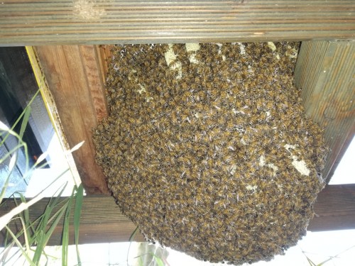 Bijenkast met souterain.jpg