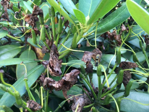 Rhododendron met twee wespen