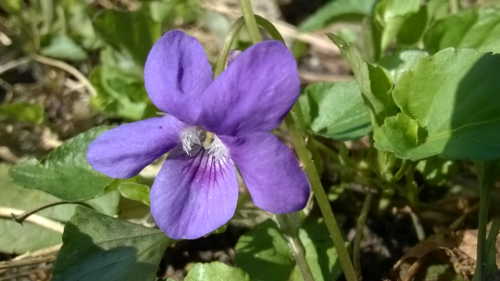 Violette op 53 NB, 19 mars 2019, einde van de Vendôse, de windmaand, foto van Klaas de Jonge.