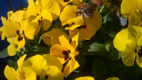 Vanaf 15 april aanstaande is elke dag om 17.10 uur een 15-delige reportage over <br />&quot;DIE BIENENFLÜSTERER&quot; te zien van elk een half uur, dus met Duitse uitleg.