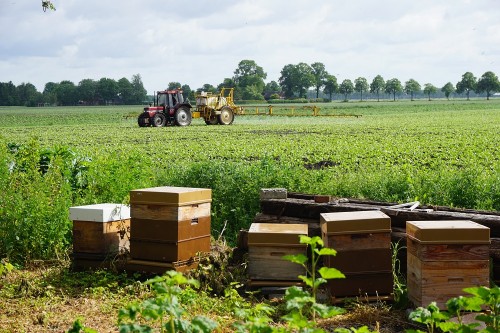 Bijen en landbouw2.jpg