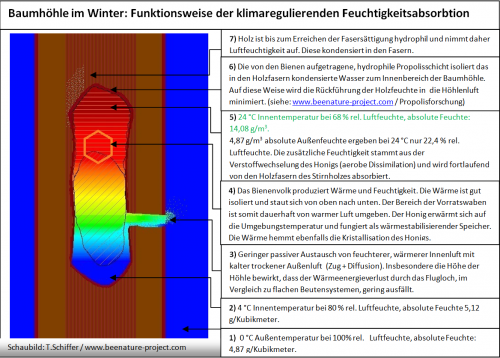 Waermehaushalt_Baumhoehle.png