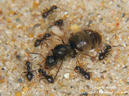 lasius niger