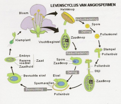 pollencyclus