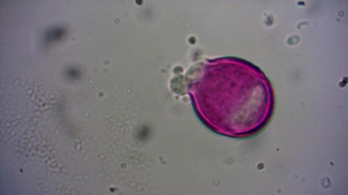 pollen nummer drie