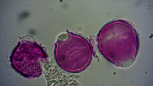 pollen nummer drie